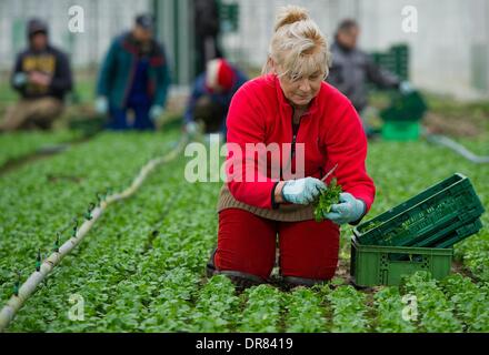 Pretschen, Germania. Xxi gen, 2014. Giardiniere Renata Lehmann raccolti la valeriana in Pretschen, Germania, 21 gennaio 2014. La serra presso la fattoria Pretschen è la più grande serra per ortaggi biologici nel Land di Brandeburgo. La serra è stata costruita da Demetra agricoltore Philipp per 4.4 milioni di euro circa due anni fa. Foto: Patrick Pleul/dpa/Alamy Live News Foto Stock