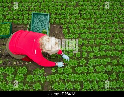 Pretschen, Germania. Xxi gen, 2014. Giardiniere Renata Lehmann raccolti la valeriana in Pretschen, Germania, 21 gennaio 2014. La serra presso la fattoria Pretschen è la più grande serra per ortaggi biologici nel Land di Brandeburgo. La serra è stata costruita da Demetra agricoltore Philipp per 4.4 milioni di euro circa due anni fa. Foto: Patrick Pleul/dpa/Alamy Live News Foto Stock