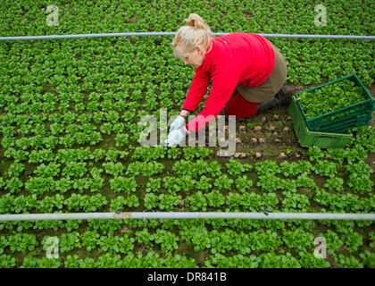 Pretschen, Germania. Xxi gen, 2014. Giardiniere Renata Lehmann raccolti la valeriana in Pretschen, Germania, 21 gennaio 2014. La serra presso la fattoria Pretschen è la più grande serra per ortaggi biologici nel Land di Brandeburgo. La serra è stata costruita da Demetra agricoltore Philipp per 4.4 milioni di euro circa due anni fa. Foto: Patrick Pleul/dpa/Alamy Live News Foto Stock