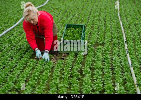 Pretschen, Germania. Xxi gen, 2014. Giardiniere Renata Lehmann raccolti la valeriana in Pretschen, Germania, 21 gennaio 2014. La serra presso la fattoria Pretschen è la più grande serra per ortaggi biologici nel Land di Brandeburgo. La serra è stata costruita da Demetra agricoltore Philipp per 4.4 milioni di euro circa due anni fa. Foto: Patrick Pleul/dpa/Alamy Live News Foto Stock