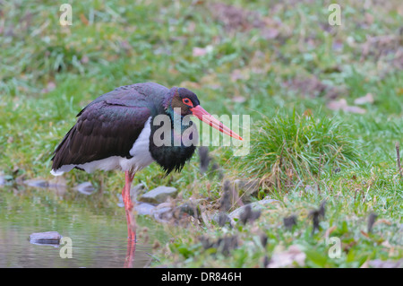 Schwarzstorch, Ciconia nigra, Cicogna Nera Foto Stock