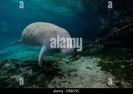 Vista subacquea della Florida manatee. Foto Stock