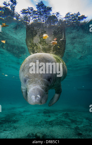 Vista subacquea della Florida manatee. Foto Stock