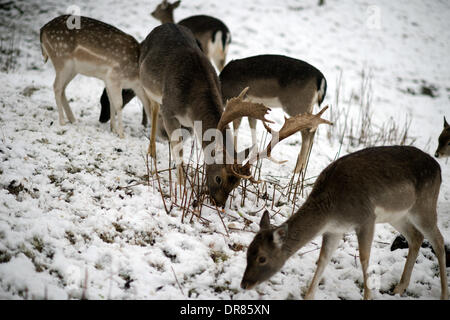 Un daino (Dama Dama) sorge in un allevamento su una coperta di neve prato vicino Langenhennersdorf, Germania, 15 gennaio 2014. Foto: Arno Burgi Foto Stock