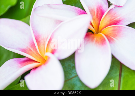 Due belle plumerias bianco su un letto di piante verdi Foto Stock