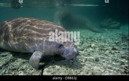 Vista subacquea della Florida manatee. Foto Stock