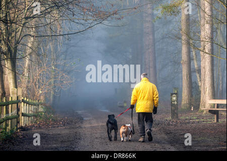 Brentwood, Essex, Regno Unito. 21 gennaio 2014 un dog walker e i suoi animali domestici brave la fitta nebbia avvolgenti campagna dell'Essex. Fotografo: Gordon Scammell/Alamy Live News Foto Stock