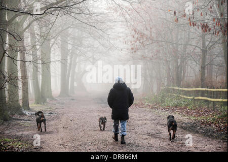 Brentwood, Essex, Regno Unito. 21 gennaio 2014 un dog walker e i suoi tre animali domestici brave la fitta nebbia avvolgenti campagna dell'Essex. Fotografo: Gordon Scammell/Alamy Live News Foto Stock