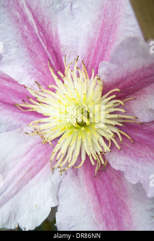 Clematis Leatherflower 'Old Man's Beard' fiore Foto Stock