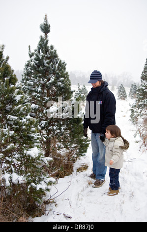 Padre e figlio giovane in cerca di un albero di natale su un tagliato Christmas Tree Farm in Suthern Indiana Foto Stock