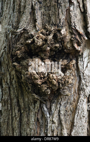 Faccia nella corteccia di un albero di Acero Foto Stock