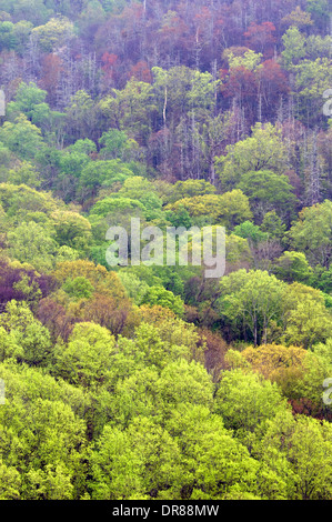 Nuova molla fogliame sul versante della montagna nel Parco Nazionale di Great Smoky Mountains in Tennessee Foto Stock