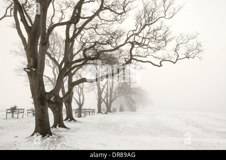 Gli inverni giorno sulla collina Linley, Shropshire, Inghilterra, Regno Unito Foto Stock