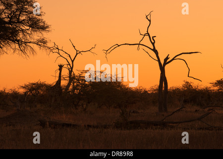 Tramonto vicino al camp Savute Elephant Camp da Orient Express in Botswna nel Chobe National Park. Foto Stock