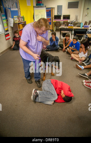 Un prevalentemente ispanica scuola elementare classe in San Bernardino, CA, ottiene una lezione nella cura del cane dal proprietario di un rottweiler come un ragazzo impara ad arrotolarsi in una postura di protezione. Foto Stock