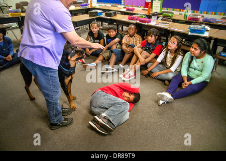 Un prevalentemente ispanica scuola elementare classe in San Bernardino, CA, ottiene una lezione nella cura del cane dal proprietario di un rottweiler come un ragazzo impara ad arrotolarsi in una postura di protezione. Foto Stock