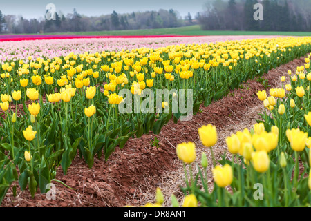Righe di colorati tulipani a molla. Foto Stock