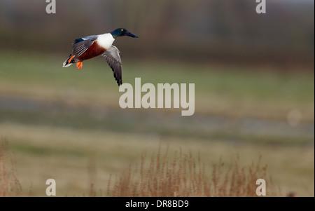 Northern mestolone, Anas clypeata, singolo uccello in volo, Gloucestershire, Gennaio 2014 Foto Stock