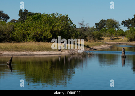 Viste dal Camp Savute Elephant Camp da Orient Express in Botswna in Chobe National Park e Camp Camp Eagle Island Camp Foto Stock