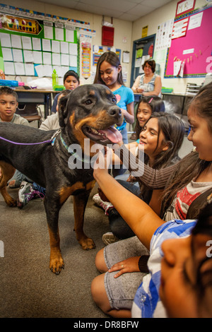 Un prevalentemente ispanica scuola elementare classe in San Bernardino, CA, vengono insegnate pet care con un cane Rottweiler. Foto Stock