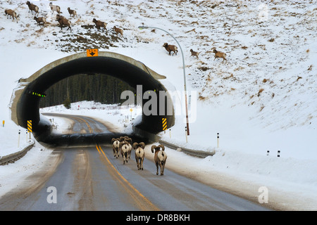 Un branco di pecore bighorn Ovis canadensis a piedi attraverso un cavalcavia su un territorio rurale Alberta highway. Foto Stock