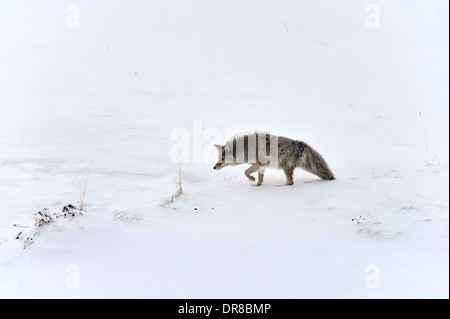 Un lone coyote stalking un piccolo animale della preda Foto Stock