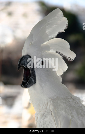 Una femmina bianca ombrello cacatua, con ombrellone sollevata. Foto Stock