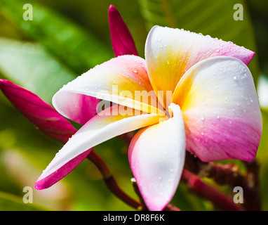 Bella bianca e rosa plumeria bloom con due gemme Foto Stock