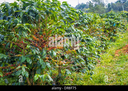 I chicchi di caffè maturazione su albero in fattoria Foto Stock