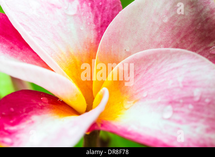 Primo piano di una rosa e giallo plumeria bloom con gocce di rugiada Foto Stock