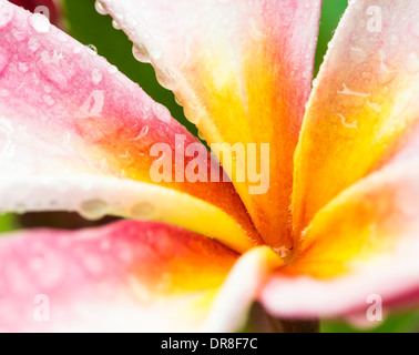 Primo piano di una rosa e giallo plumeria bloom con gocce di rugiada Foto Stock