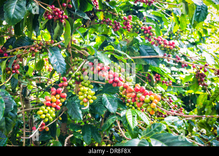 I chicchi di caffè maturazione su albero in fattoria Foto Stock