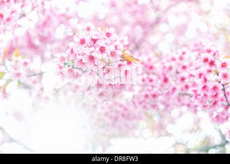 Prunus cerasoides fiore rosa sakura della thailandia con la luce del sole e la sfocatura sullo sfondo Foto Stock