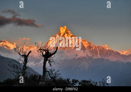 Machapuchare (coda di pesce di picco) al tramonto visto da Tadapani nell'Annapurna area del Nepal Foto Stock