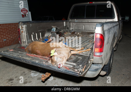 Shot doe nel retro di un camion durante la stagione di caccia. Foto Stock