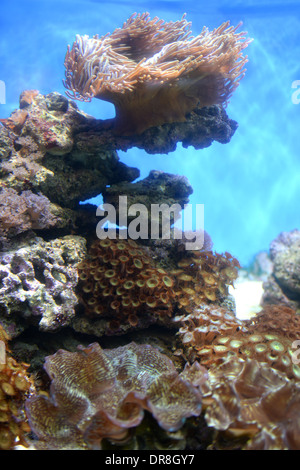 Riprese ravvicinate del maine la vita in un acquario Foto Stock