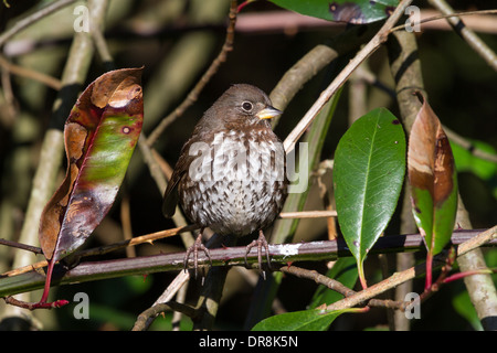 Fox Sparrow, girato a Vancouver BC Canada Foto Stock