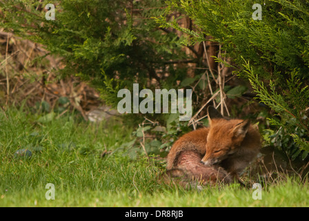 Volpe (Vulpes vulpes) con pelle afflizione in un giardino sul retro. Foto Stock