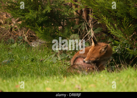 Volpe (Vulpes vulpes) con pelle afflizione in un giardino sul retro. Foto Stock