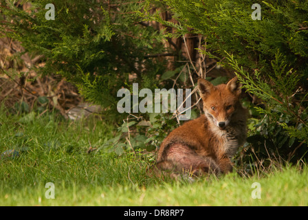 Fox guardando la telecamera (Vulpes vulpes vulpes); pelle afflizione in un giardino sul retro. Foto Stock