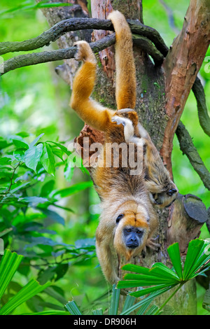 Mantled scimmia urlatrice Foto Stock