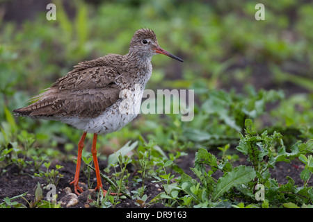 Tringa totanus Redshank comune Rotschenkel Foto Stock