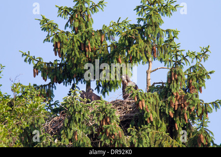 Haliaeetus albicilla White Tailed Sea Eagle Seeadler Foto Stock