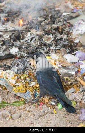 Una casa di Crow, (Corvus splendens) alimentazione su un mucchio di rifiuti in Ahmedabad, India; Foto Stock