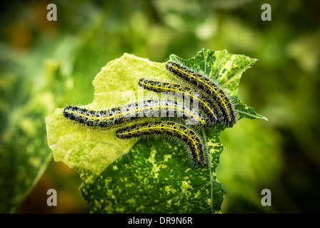 I caterpillars che mangiano le foglie di nasturzio 'dell'Alaska' Foto Stock