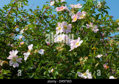 Rose canine (rosa canina) fiori in un inglese di siepe contro un luminoso Cielo di estate blu Foto Stock