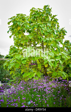 Paulownia tomentosa albero in un compagno di giardino botanico, piantando Foto Stock