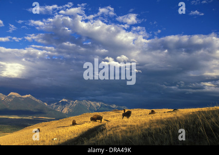 Le pianure bison pascolare presso il National Bison Range Ottobre 14, 2010 in Dixon, Montana. Foto Stock