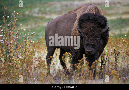 Le pianure bison pascolare presso il National Bison Range Ottobre 14, 2010 in Dixon, Montana. Foto Stock