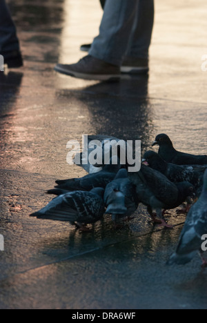 Piccioni essendo alimentato su una superficie riflettente dopo un breve periodo di pioggia in Trafalgar Square. Foto Stock